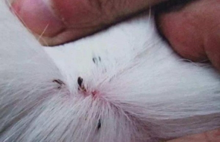 家庭养小龙虾怎么养？庭养小龙虾怎么养？一夜晚