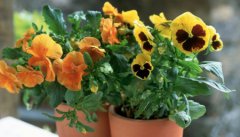 封门村1963灵异事件：1981年封门村