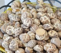 2014年小自菜的科学做法，厨师做出美味