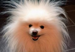 幼犬吃了巧克力多长时间发作狗吃巧克力一般