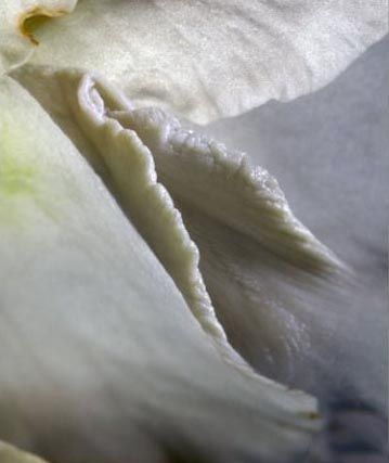 11种女性生殖花样形体图？女性私处长什么样子