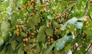 黑枣属于什么科植物？黑枣树属于什么科