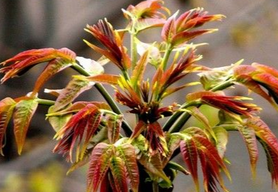 吃香椿的禁忌，注意5类人不能吃？3种食物不宜一起