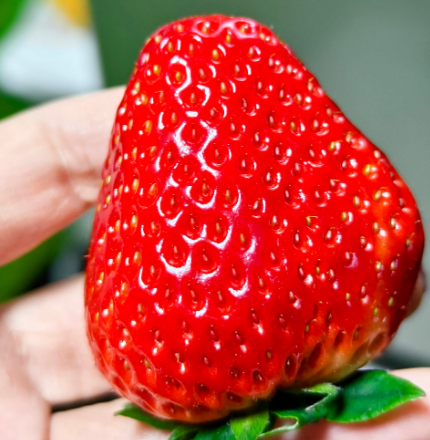 为什么说草莓是被“最脏”标签冤枉的水果？