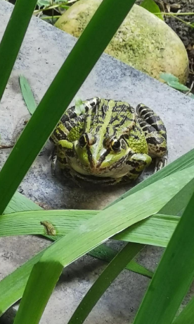 蛇吃青蛙吗？青蛙的外形特点