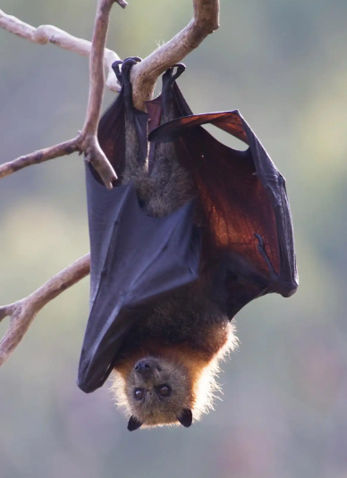 为什么说蝙蝠是病毒仓库，它真的“罪该万死”吗？