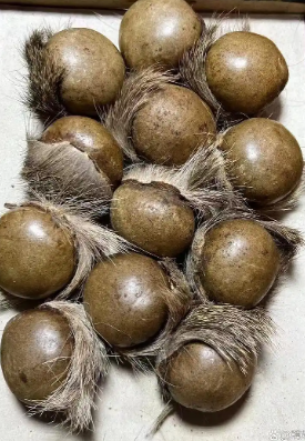 麝香是什么？是动物身上的哪个部位